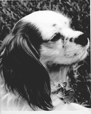 SatinTwitty.JPG (77277 bytes)