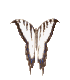 butfly.gif (1865 bytes)